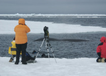Bowhead whale swimming by floe edge
