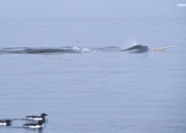 Narwhal tusk at Floe Edge