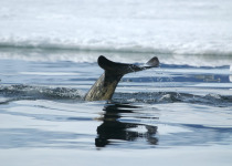 Narwhal tail