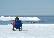 Watching Thick-billed Murres at the floe edge