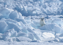 Arctic Fox