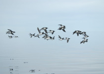 Thick-billed Murres in flight at the floe edge