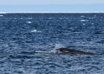 Narwhal tusk