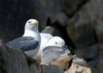 Black-legged Kittiwakes