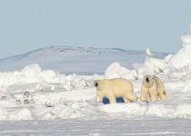 Polar bears