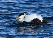 Common Eider