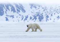 Polar bear on ice, Bylot Island