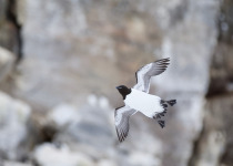 Thick-billed Murre flying