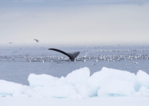 Bowhead whale fluke