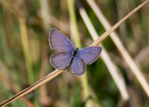 Eastern Tailed Blue