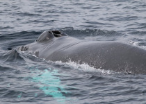 Humpback blowhole