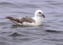 Northern Fulmar