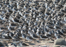 Semipalmated Sandpipers