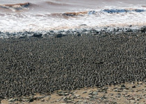 Semipalmated Sandpipers © Jared Clarke