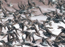 Semipalmated Sandpipers © Jared Clarke