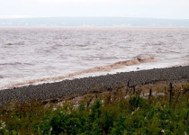Semipalmated Sandpipers © Jared Clarke