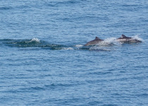Harbour Porpoises much in evidence on the ferry crossing