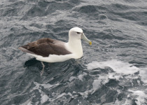 White-capped Albatross