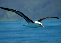 Campbell Island Albatross