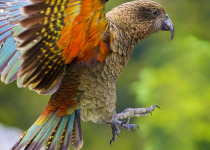 Kea with colorful underwing
