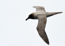 Light-mantled Sooty Albatross flying