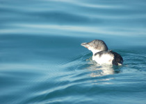 Little Blue Penguin