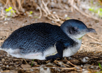 Little Penguin