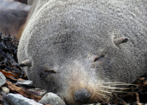 New Zealand Fur Seal
