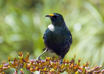 Tui