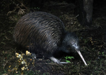 North Island Brown Kiwi