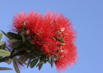 New Zealand Christmas tree