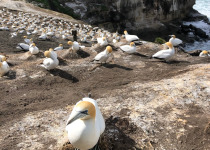 Gannets
