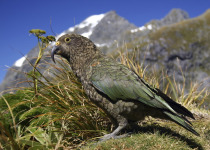 Kea