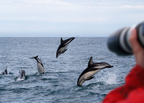Dusky Dolphins