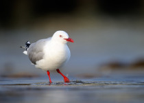 Red-billed Gull