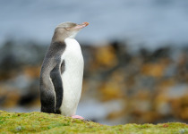 Yellow-eyed penguin