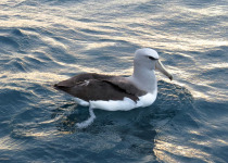 Salvin's Albatross