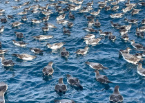 Buller's Shearwaters, pelagic tour, New Zealand