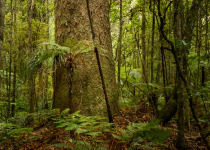 The kauri tree, Agathis australis, is New Zealand’s largest and most famous native tree. Ancestors of the kauri first appeared in the Jurassic Period 190 – 135 million years ago. The kauri forests are among the most ancient in the world. The oldest tree i