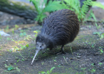 North Island Brown Kiwi