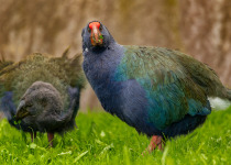 Takahe, New Zealand