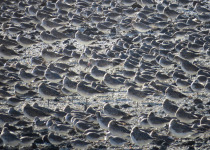 Bar-tailed Godwits and Red knots, New Zealand