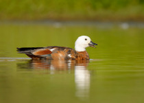Paradise Shelduck