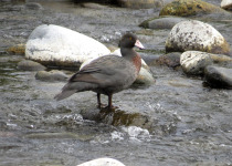 Blue Duck New Zealand