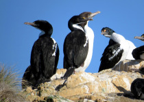 King Shag New Zealand