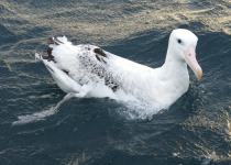 New Zealand Albatross