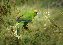 Yellow-crowned Parakeet