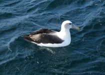 White-capped Albatross
