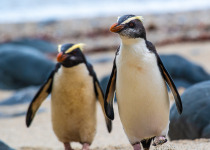 Fiordland Penguins, New Zealand