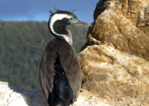 Spotted Shag New Zealand